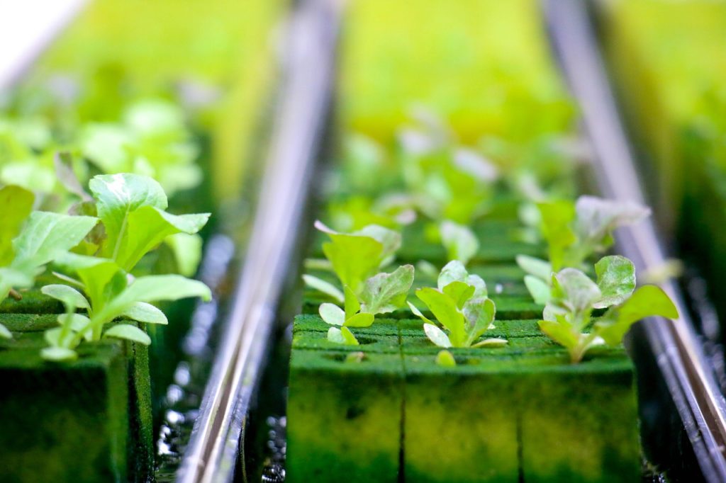 hydroponics, farmland, green