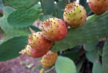 prickly pears, opuntia ficus-indica, cactus