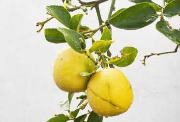 lemon, citrus, fresh, healthy, lemons, yellow, juicy, lime, natural, vitamin, green, drink, lemonade, refreshing, fruits, lemon, lemon, lemon, lemon, lemons, lemons, lemonade, lemonade, lemonade, lemonade, lemonade