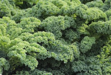 kale-vegetables-brassica-oleracea-var-sabellica-l-51372-51372.jpg