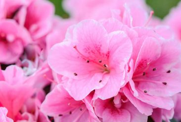 Vibrant close-up of pink azalea flowers in full bloom, perfect for floral backgrounds.