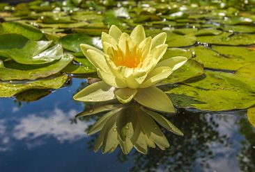 Yellow Petal Flower