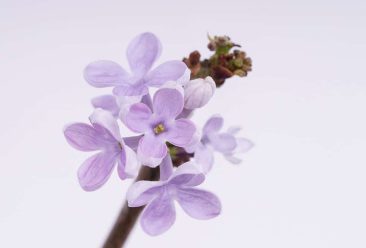 purple, flower, spring-7894015.jpg