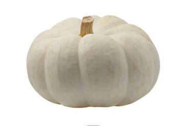 white pumpkin